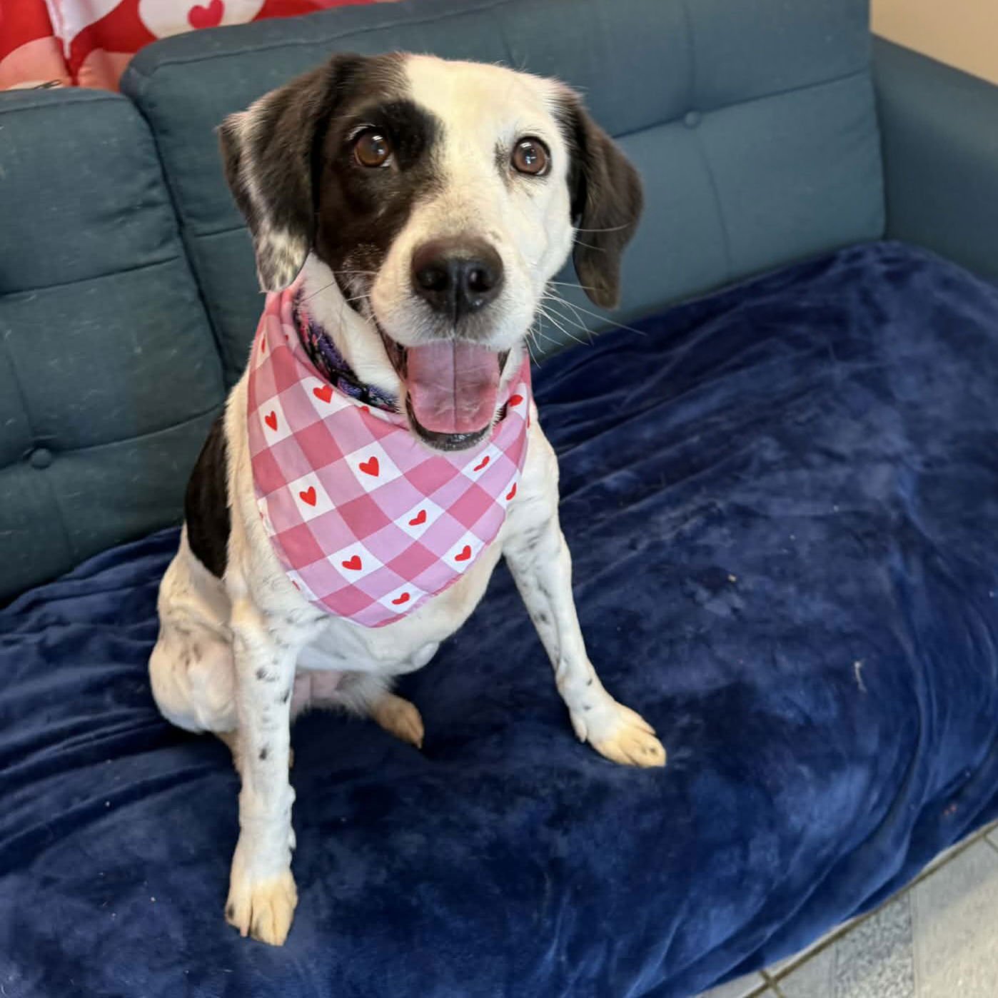 MAYLEE - German Shorthaired Pointer available for adoption