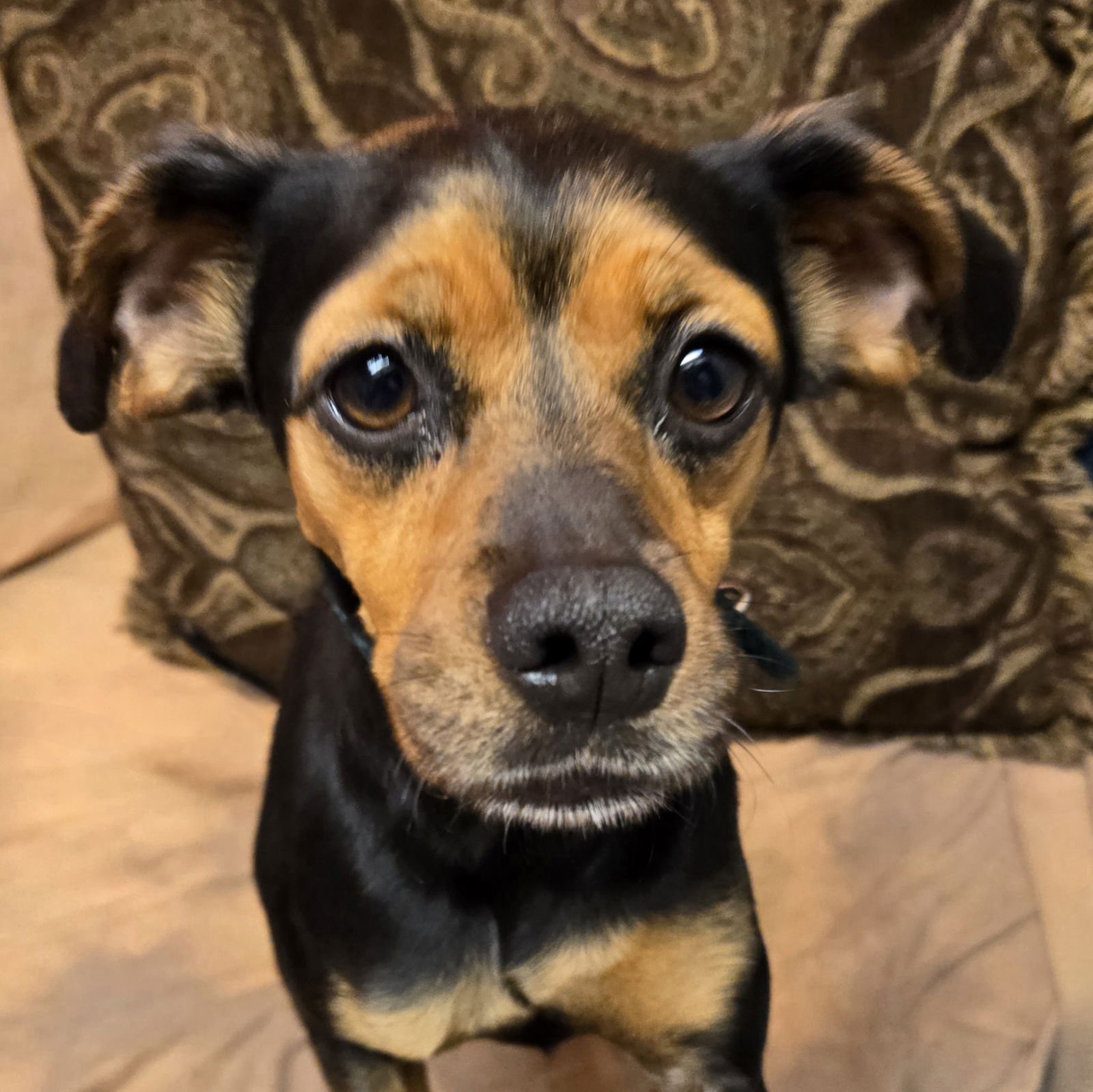 PENNY - Beagle available for adoption