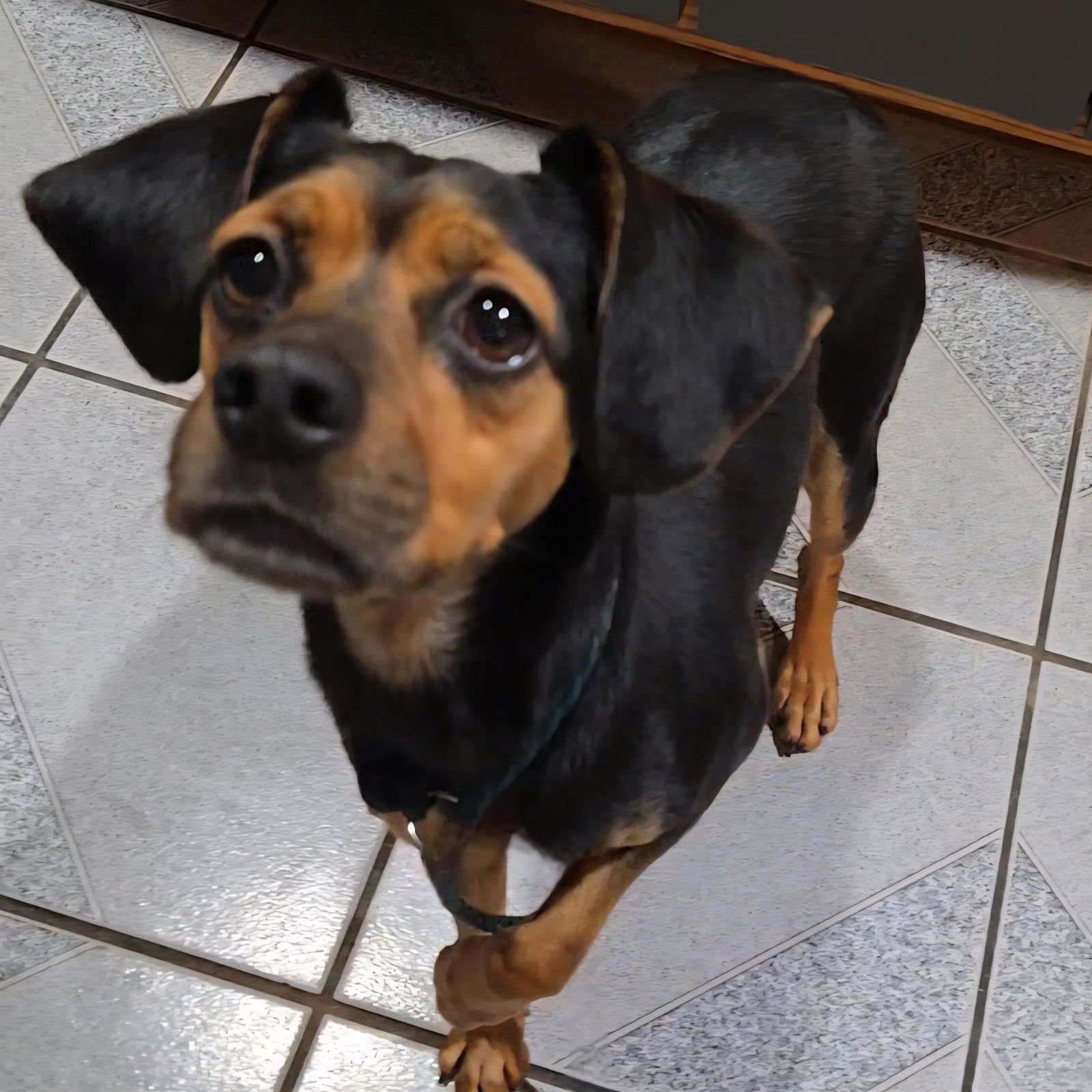 PENNY - Beagle available for adoption