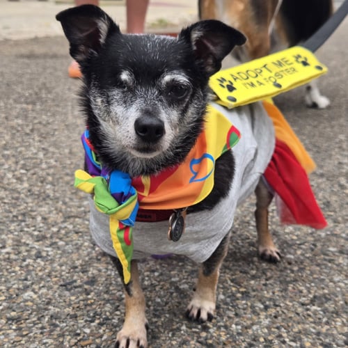 FITZ - Chihuahua available for adoption