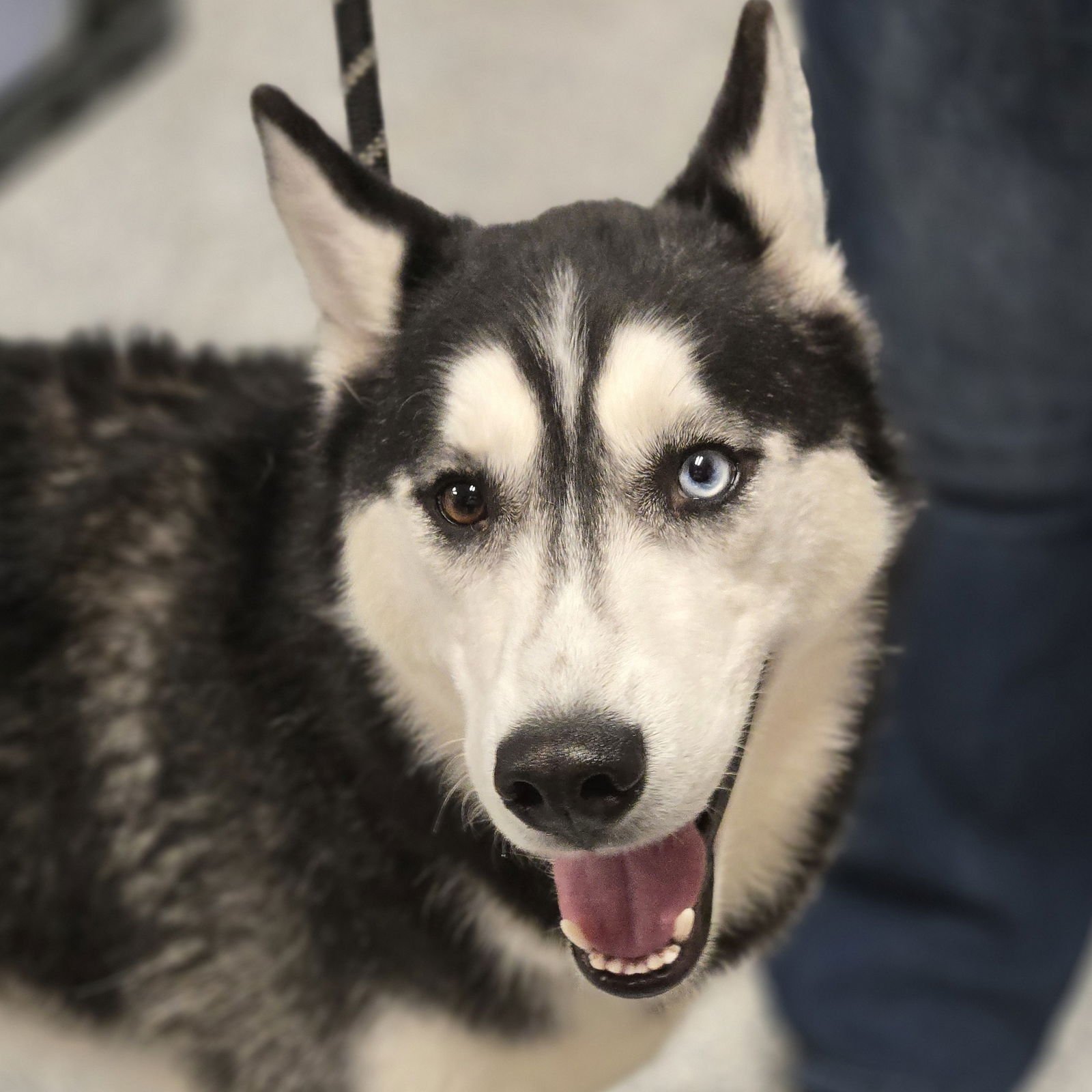 HUCK - Siberian Husky available for adoption