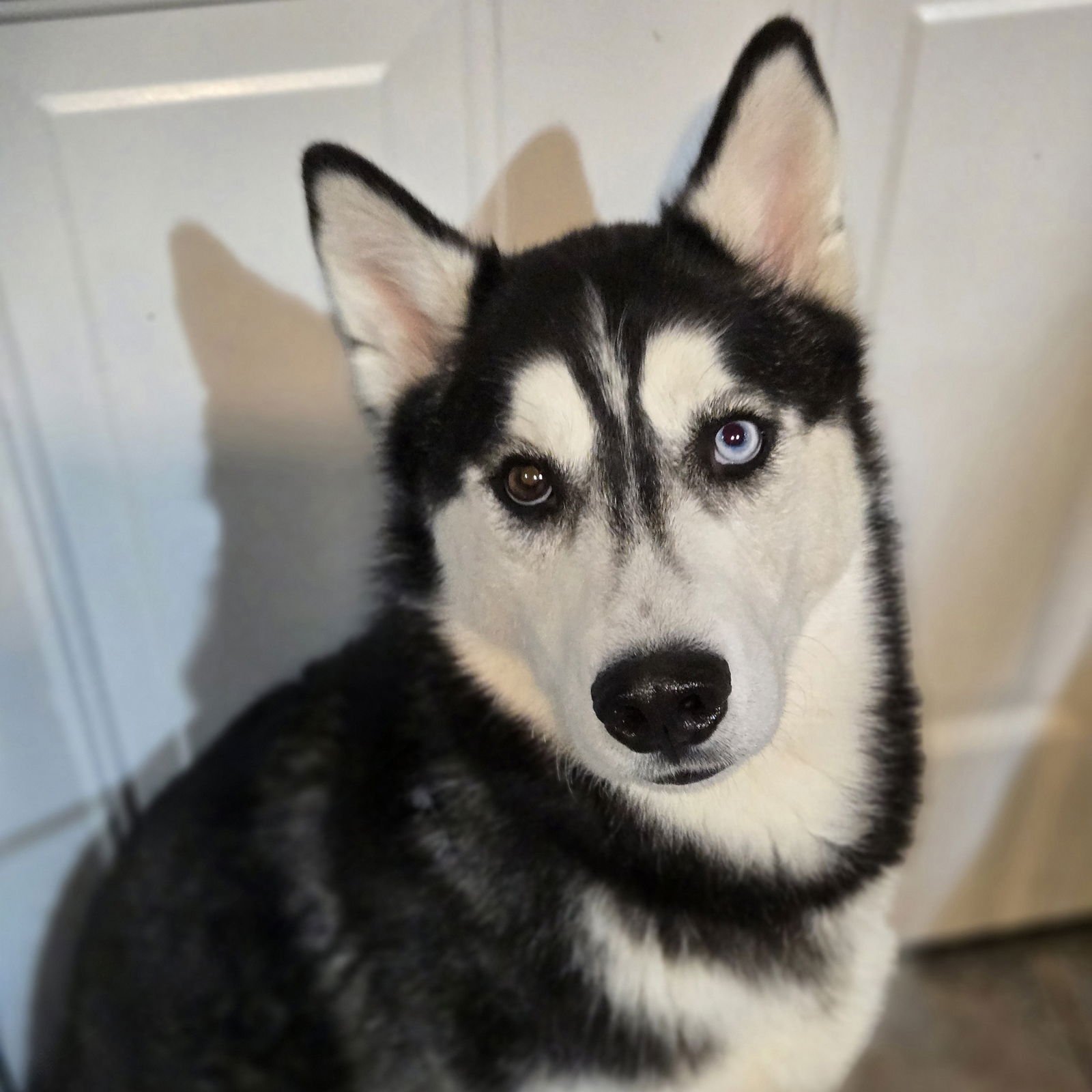 HUCK - Siberian Husky available for adoption