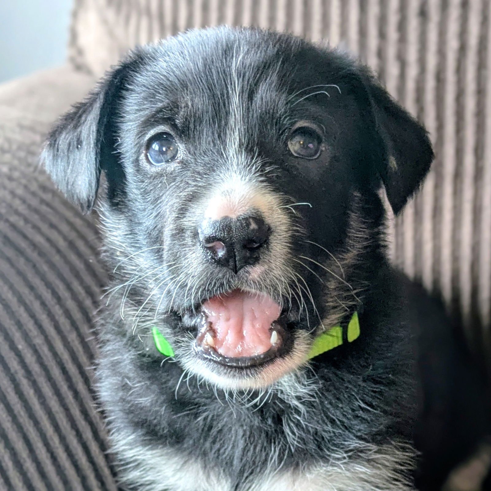 JANGLES - Labrador Retriever available for adoption