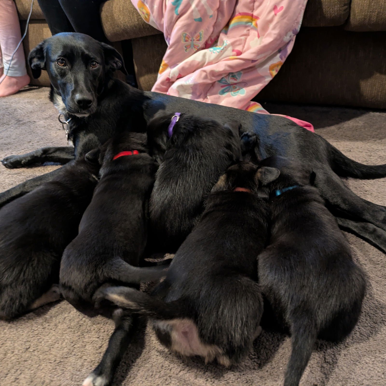 JANGLES - Labrador Retriever available for adoption