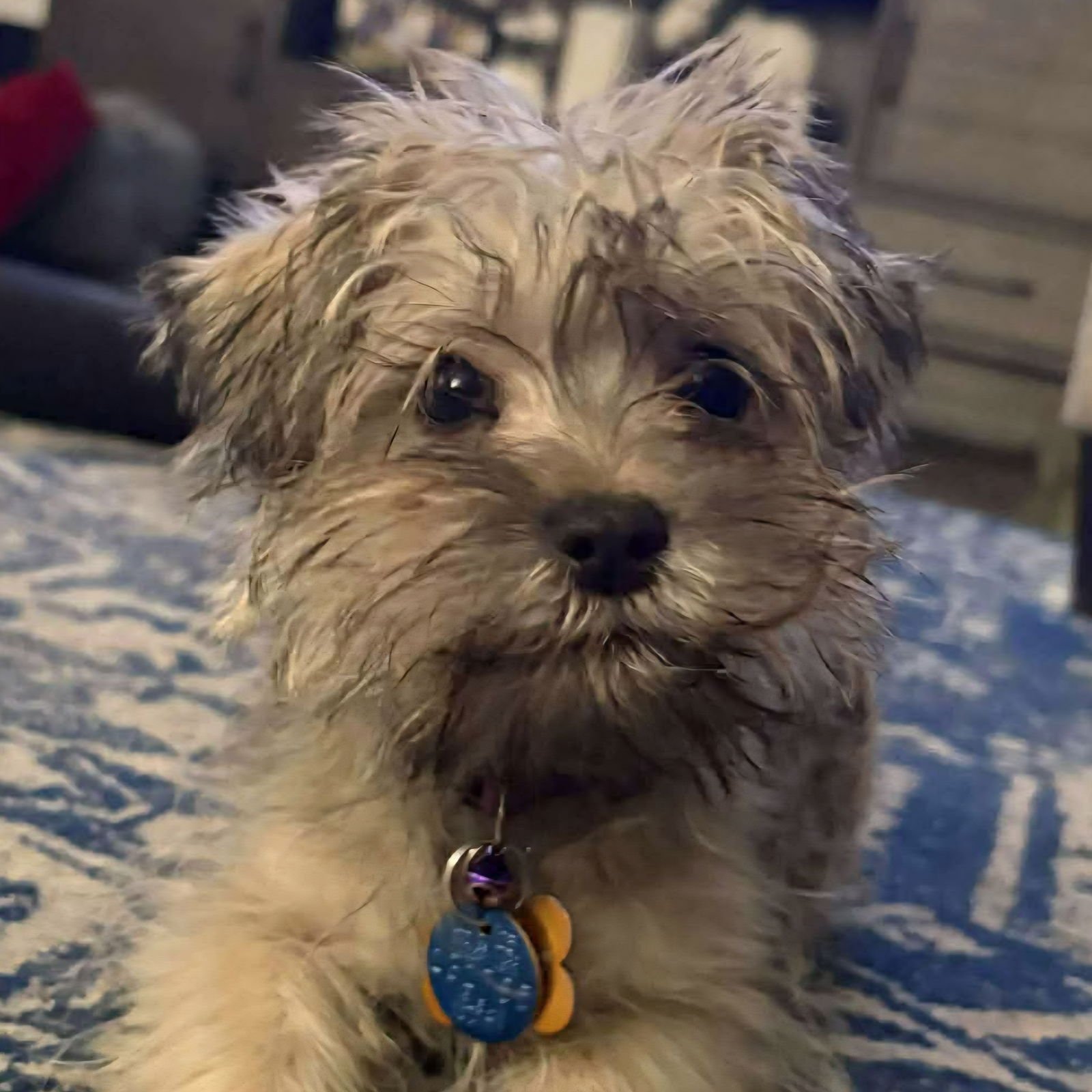 PIP-SQUEAK - Yorkshire Terrier Yorkie available for adoption