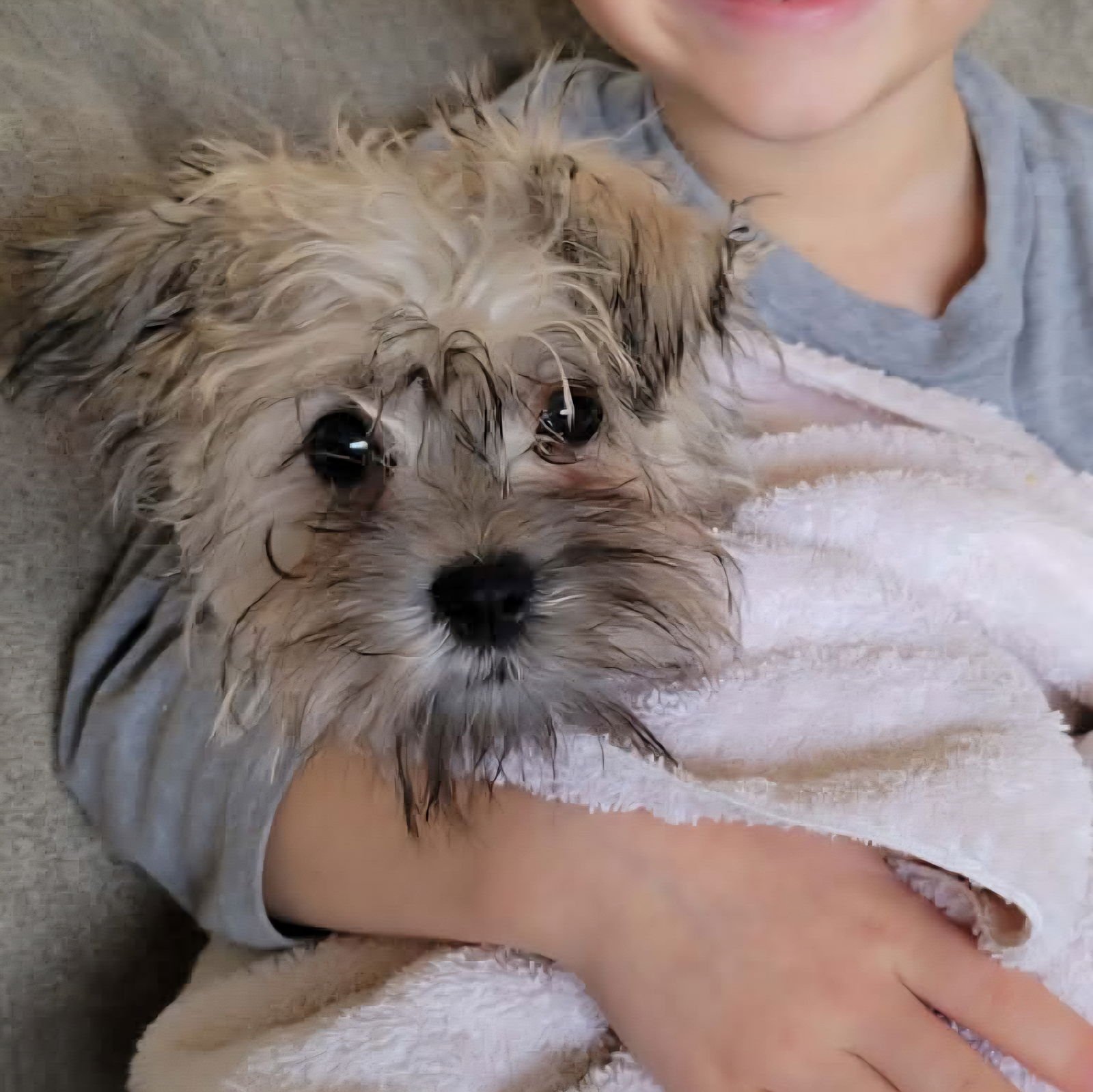 PIP-SQUEAK - Yorkshire Terrier Yorkie available for adoption