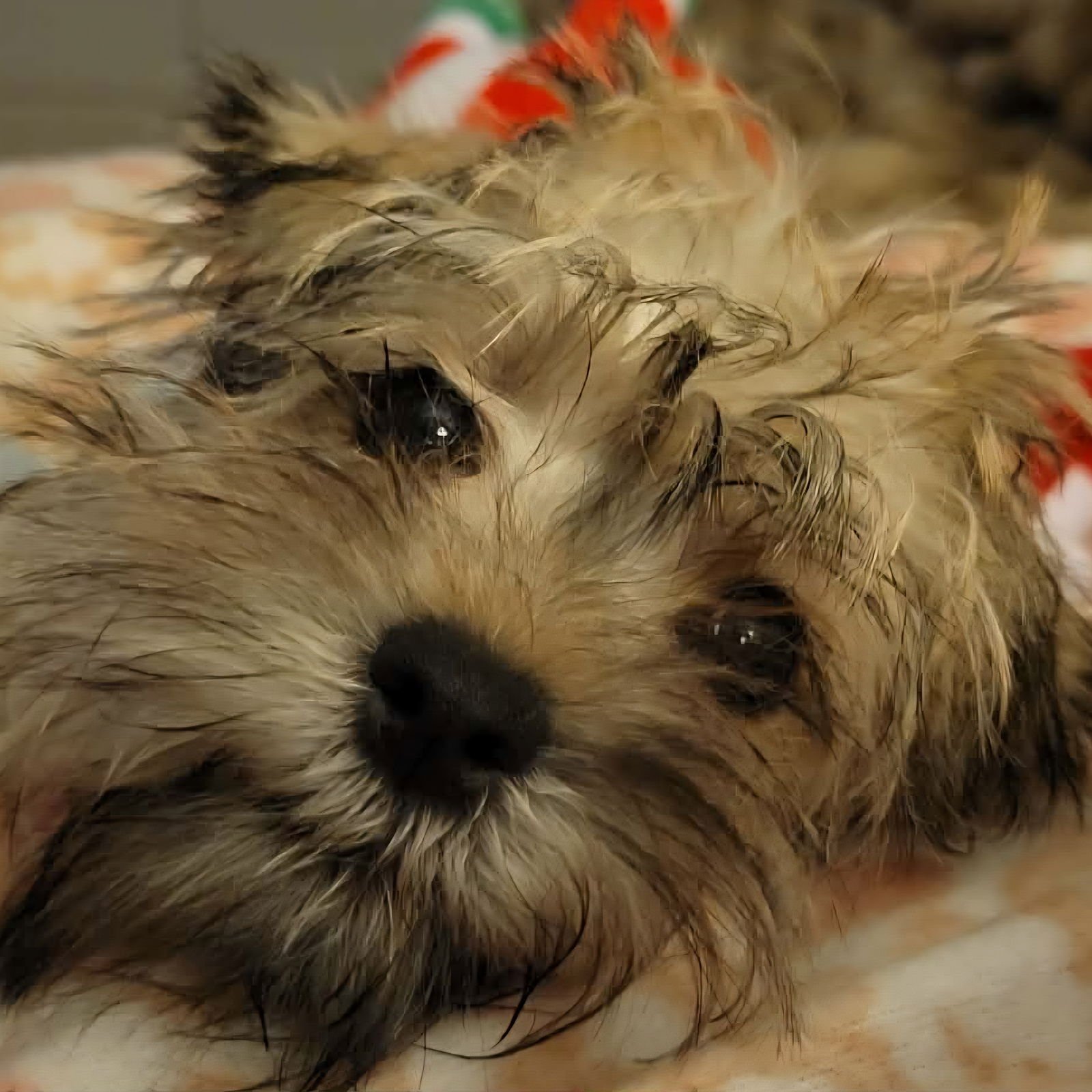 Pip-Squeak - Photo 3