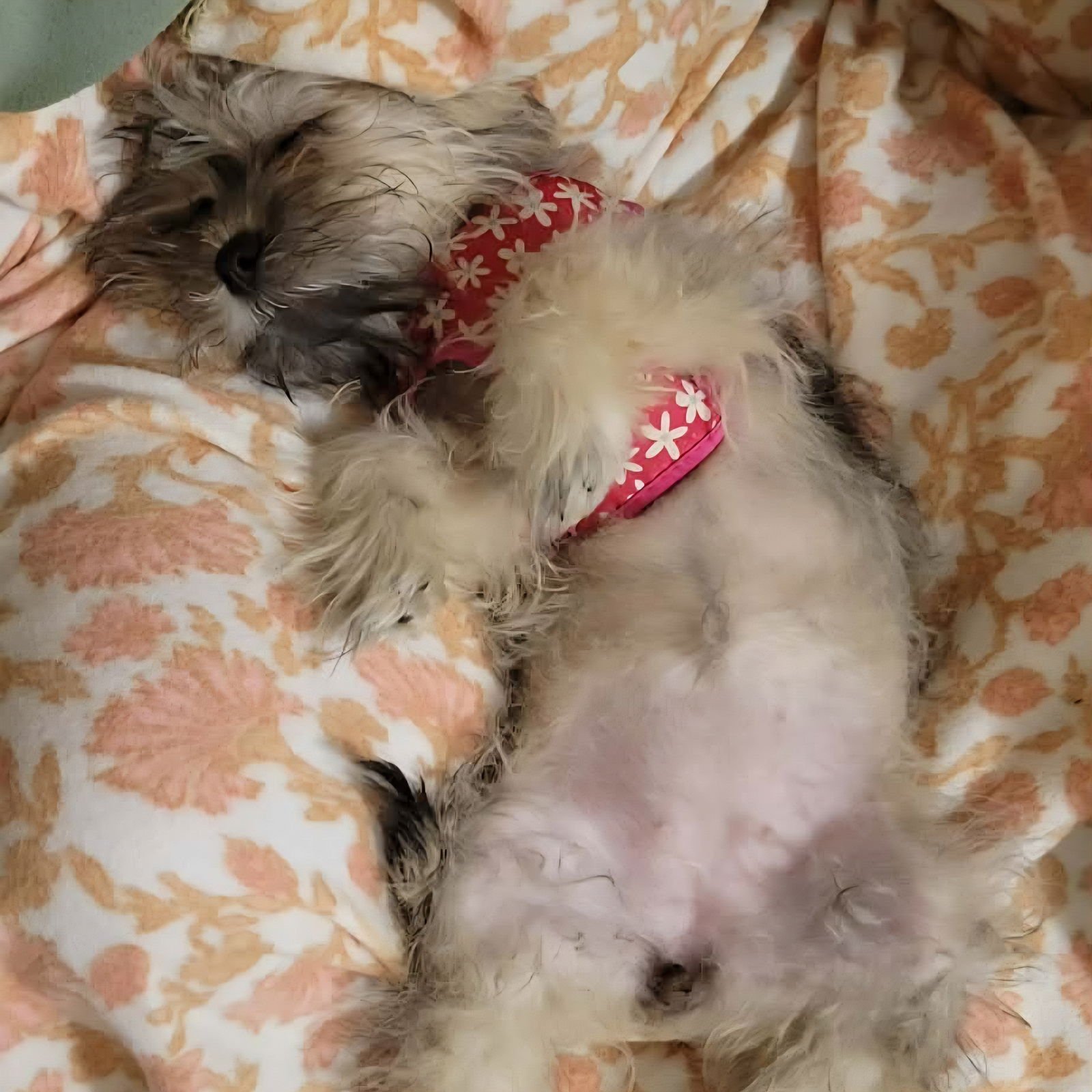 Pip-Squeak - Photo 4