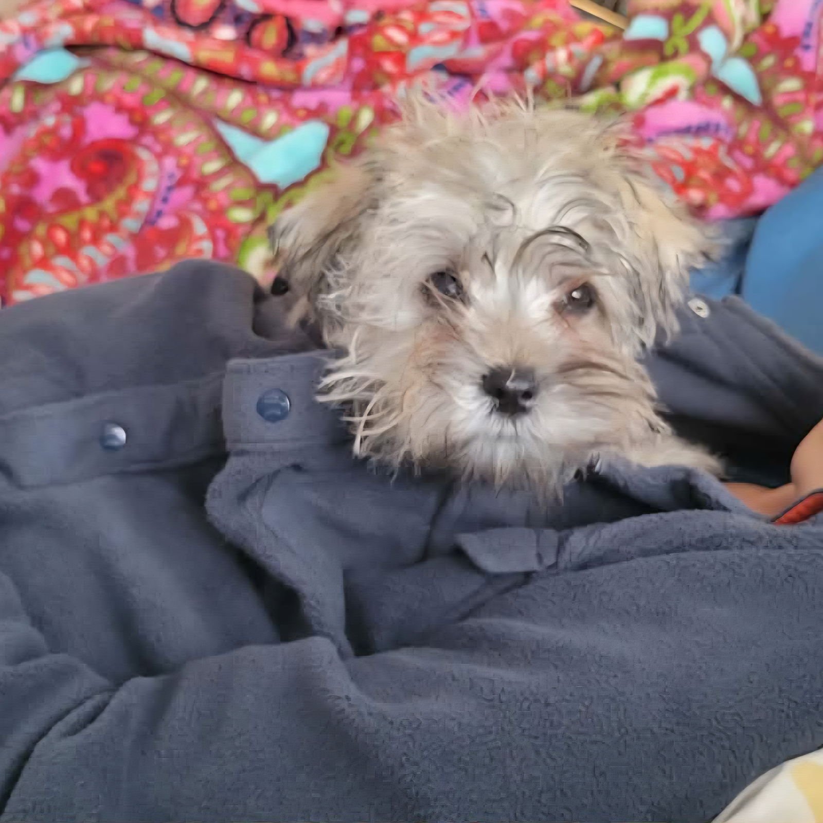 Pip-Squeak - Photo 5