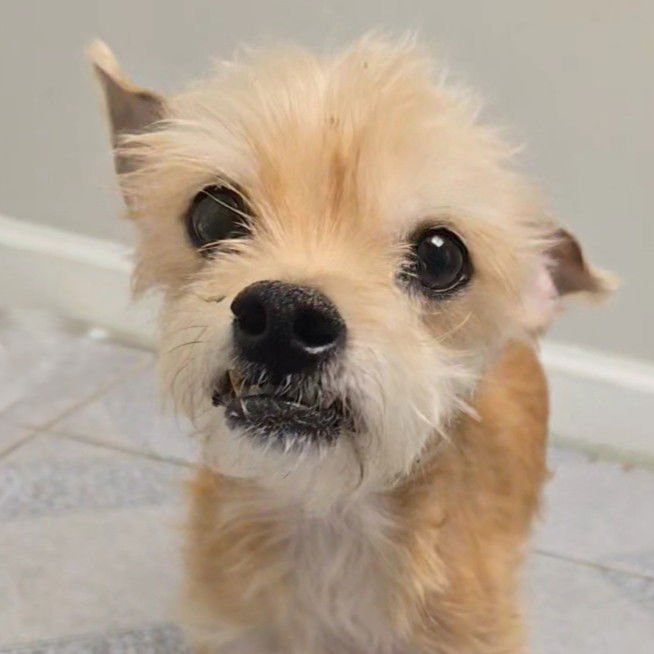 CHARLES - Chihuahua available for adoption