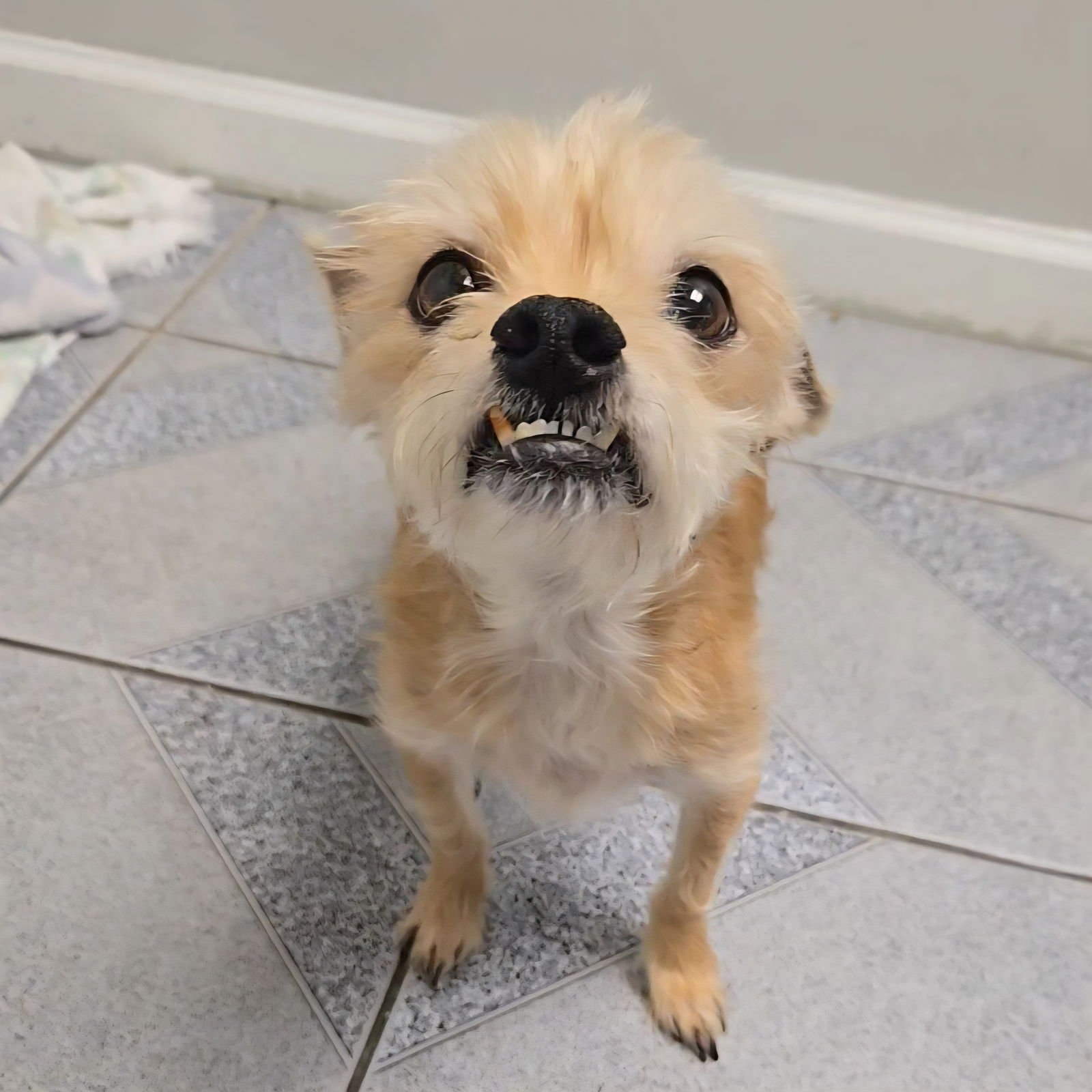 CHARLES - Chihuahua available for adoption