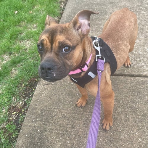 SUNDAY - Unknown available for adoption