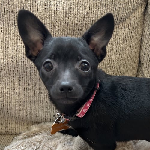 DAISY - Chihuahua available for adoption