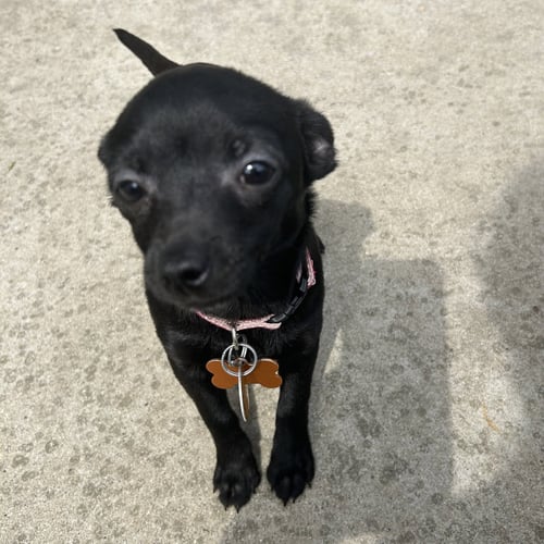 DAISY - Chihuahua available for adoption