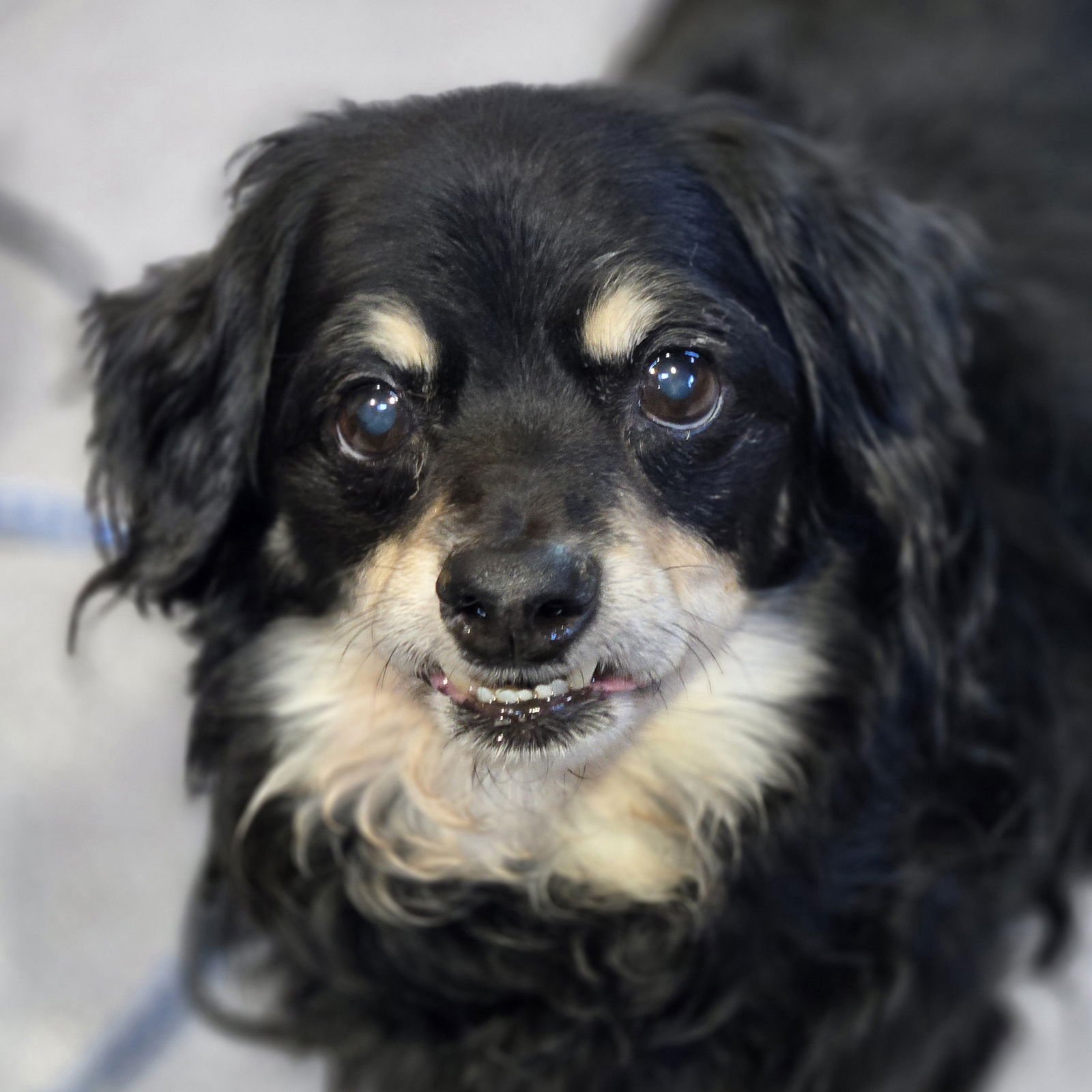 DUMPLING - Dachshund available for adoption