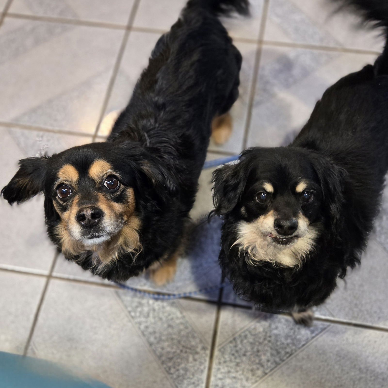 DUMPLING - Dachshund available for adoption