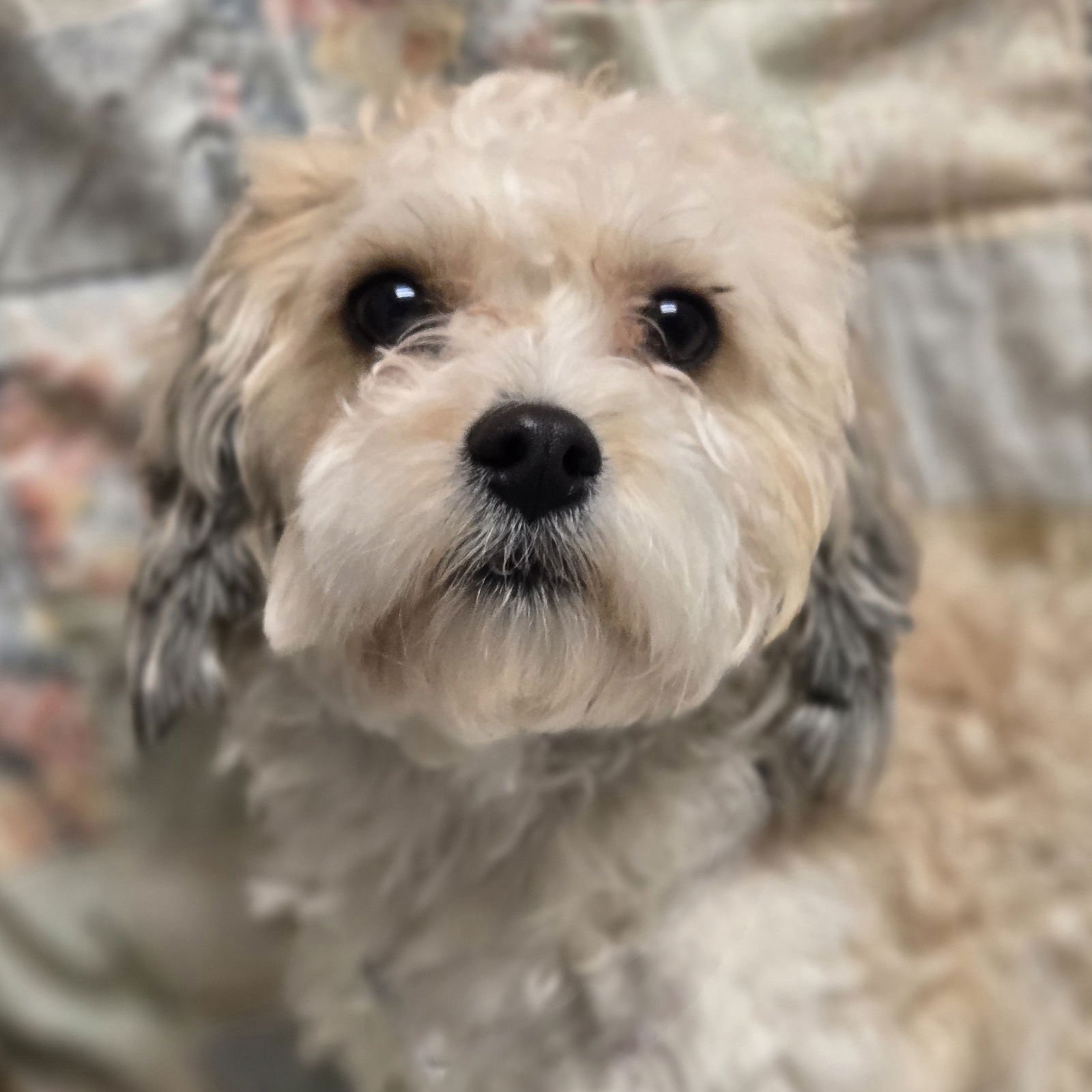 BUSTER - Lhasa Apso available for adoption