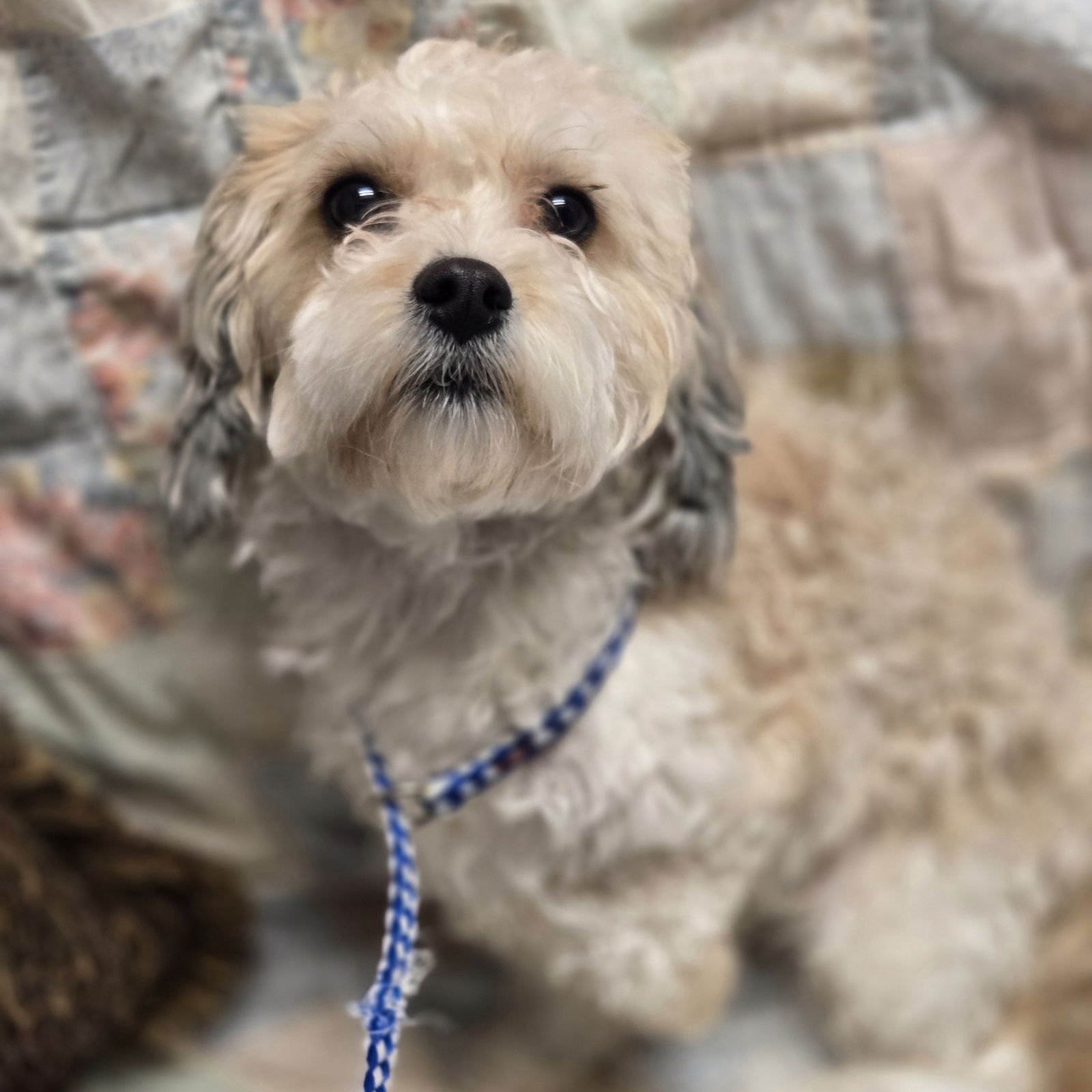 BUSTER - Lhasa Apso available for adoption