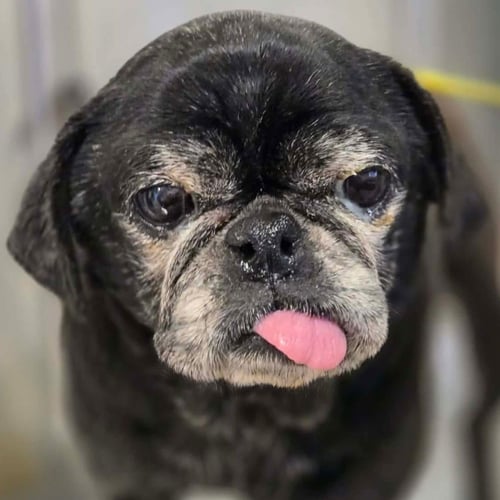 ESTELLE - Pug available for adoption