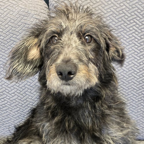 BABS - Terrier available for adoption