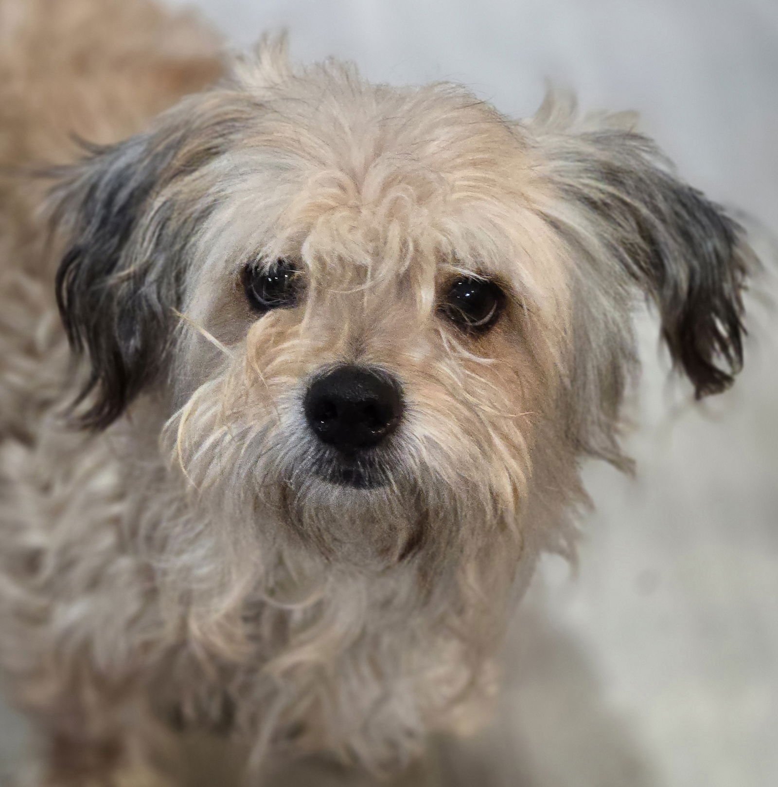 BRIDGET - Maltese available for adoption