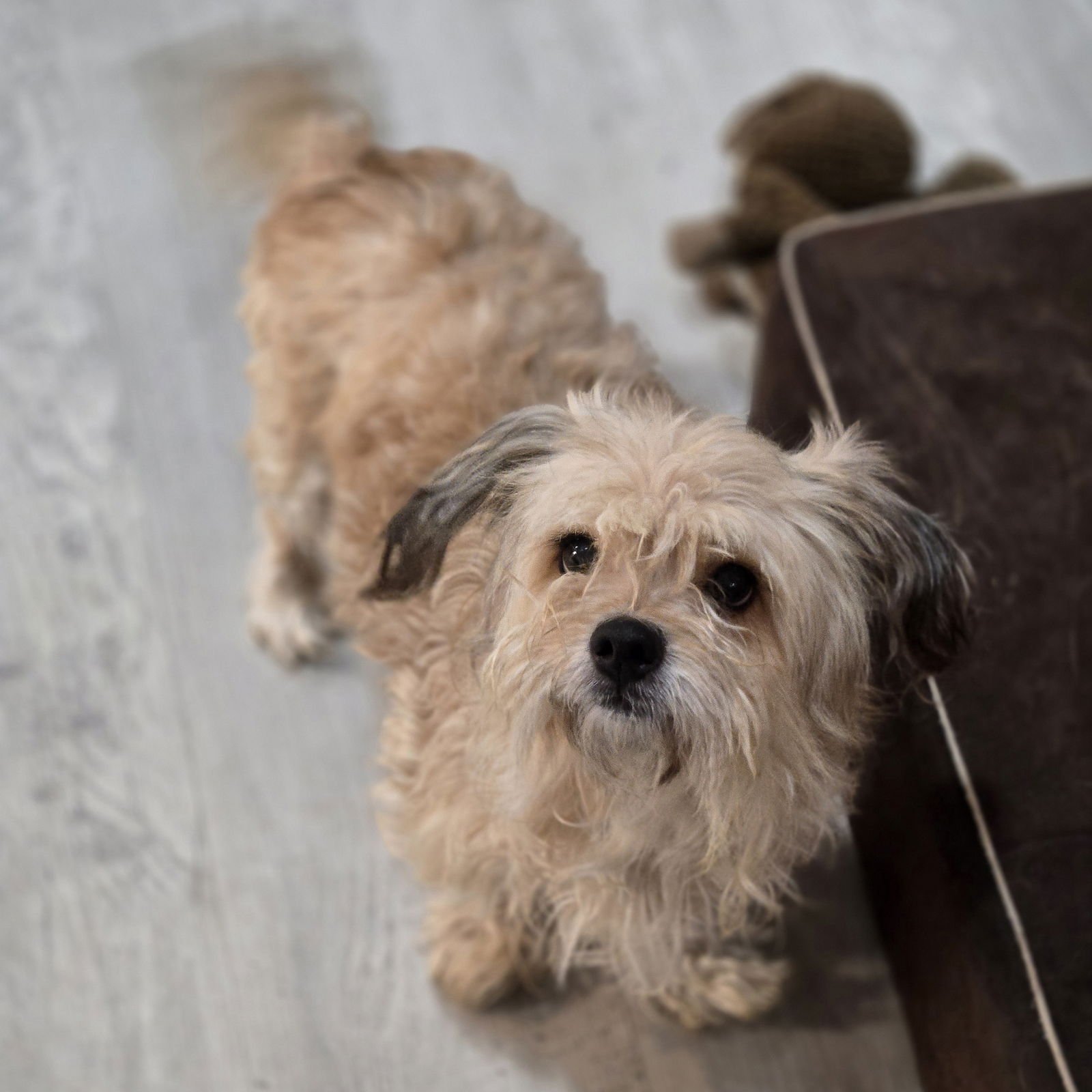 BRIDGET - Maltese available for adoption