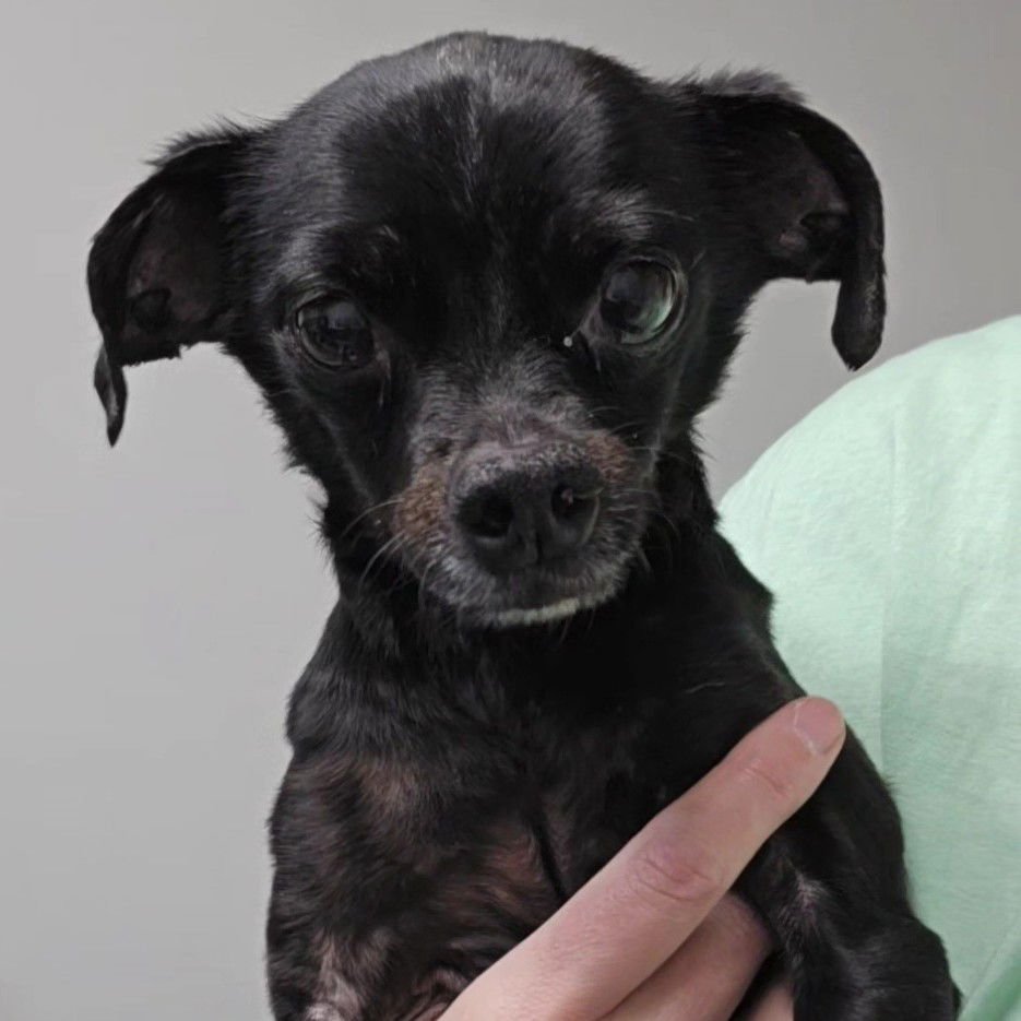 ZIGGY BOB MARLEY - Chihuahua available for adoption