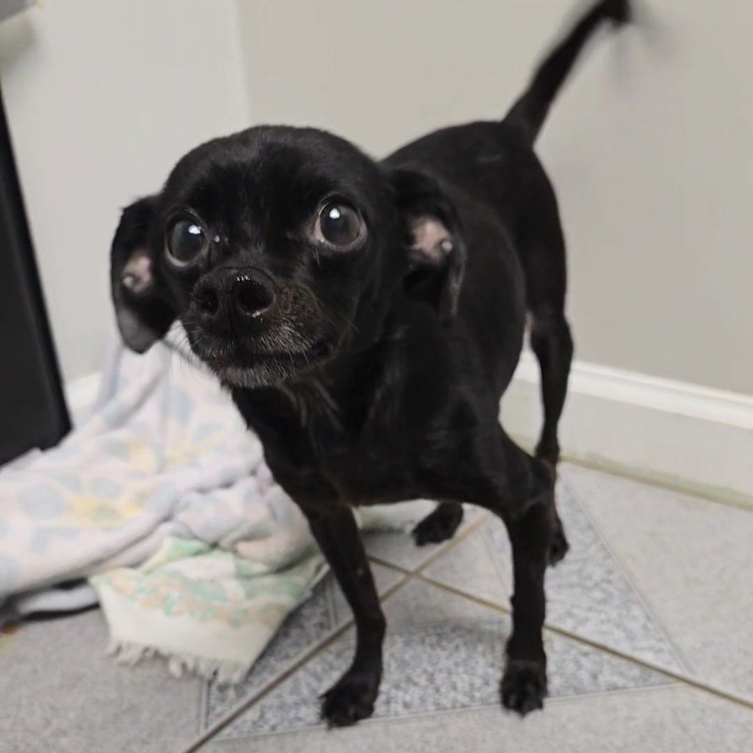 ZIGGY BOB MARLEY - Chihuahua available for adoption