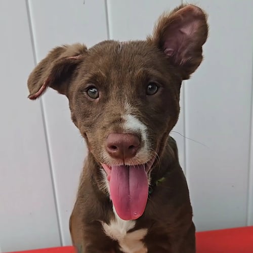 ERLING - Australian Shepherd available for adoption