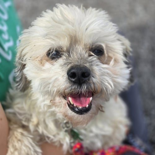 BENJI - Shih Tzu available for adoption