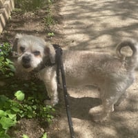 Benji - Photo 7