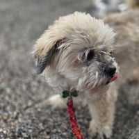 Benji - Photo 4