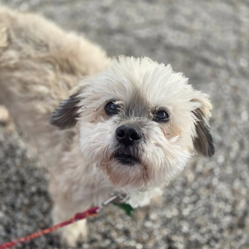 BENJI - Shih Tzu available for adoption