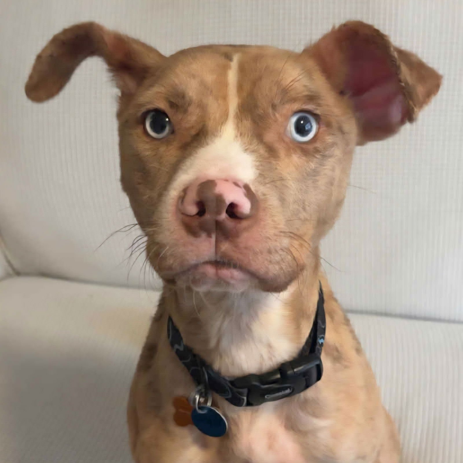 JASPER - Pit Bull Terrier available for adoption