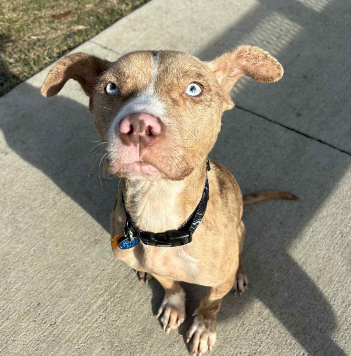 JASPER - Pit Bull Terrier available for adoption