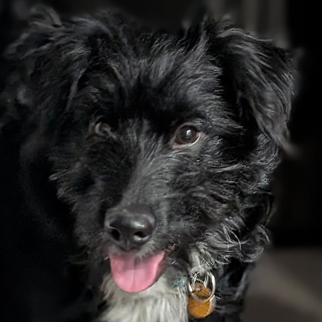 LUNETTE - Labrador Retriever / Poodle (Standard) available for adoption