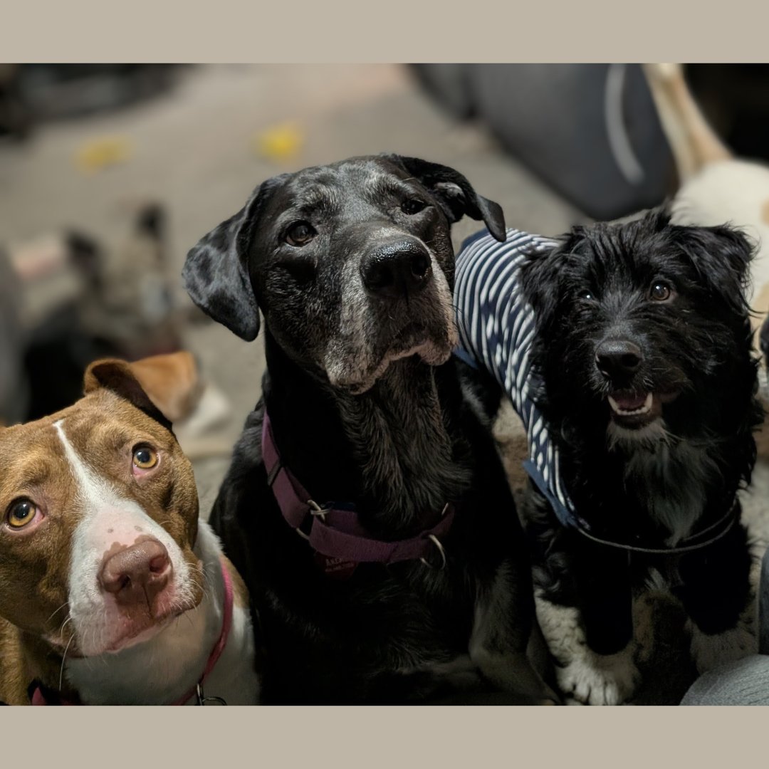 LUNETTE - Labrador Retriever / Poodle (Standard) available for adoption