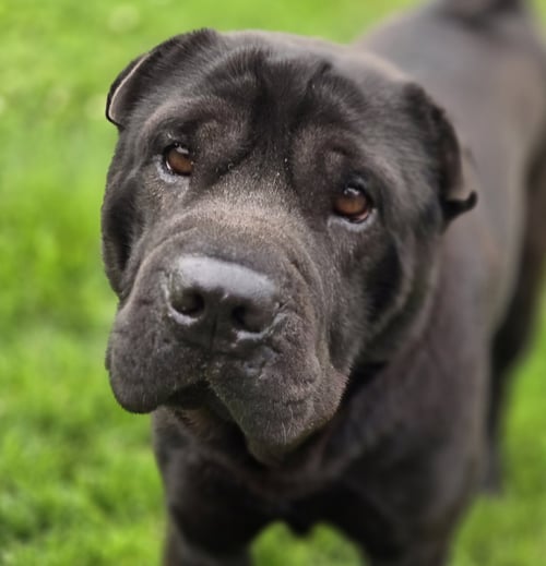 MAX - Shar Pei available for adoption