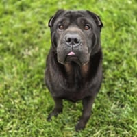 Max - Photo 4
