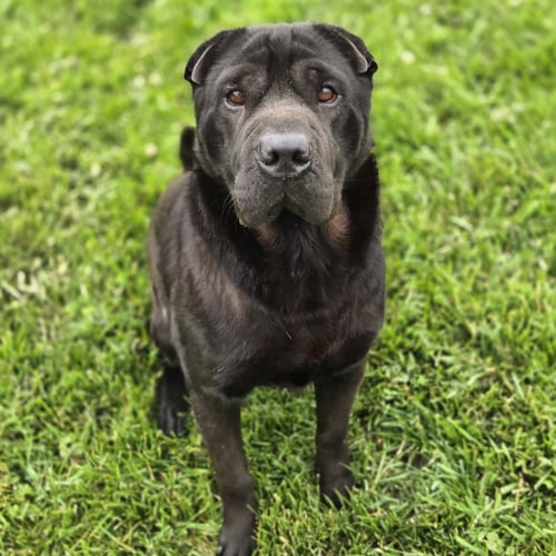 MAX - Shar Pei available for adoption