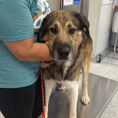 BOWEN - Great Pyrenees available for adoption