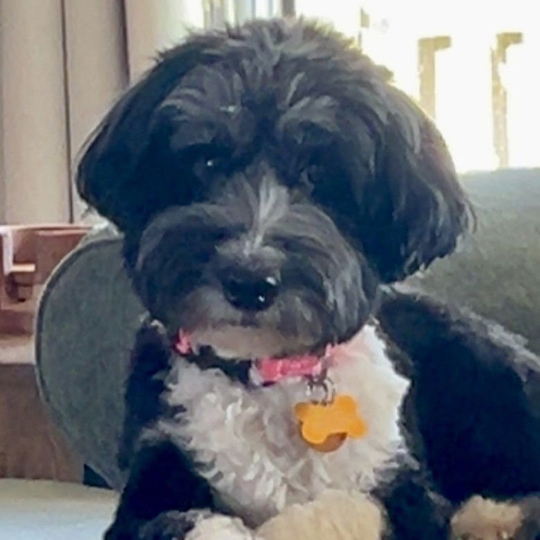 DIAMOND - Dachshund / Poodle (unknown type) available for adoption