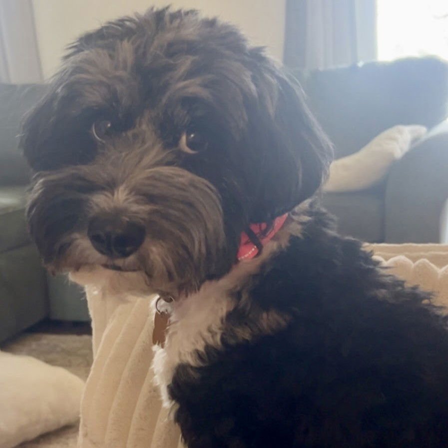 DIAMOND - Dachshund / Poodle (unknown type) available for adoption