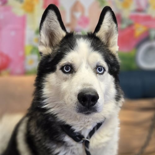 SHERLOCK - Alaskan Malamute available for adoption