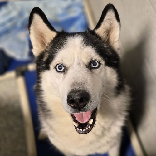 SHERLOCK - Alaskan Malamute available for adoption