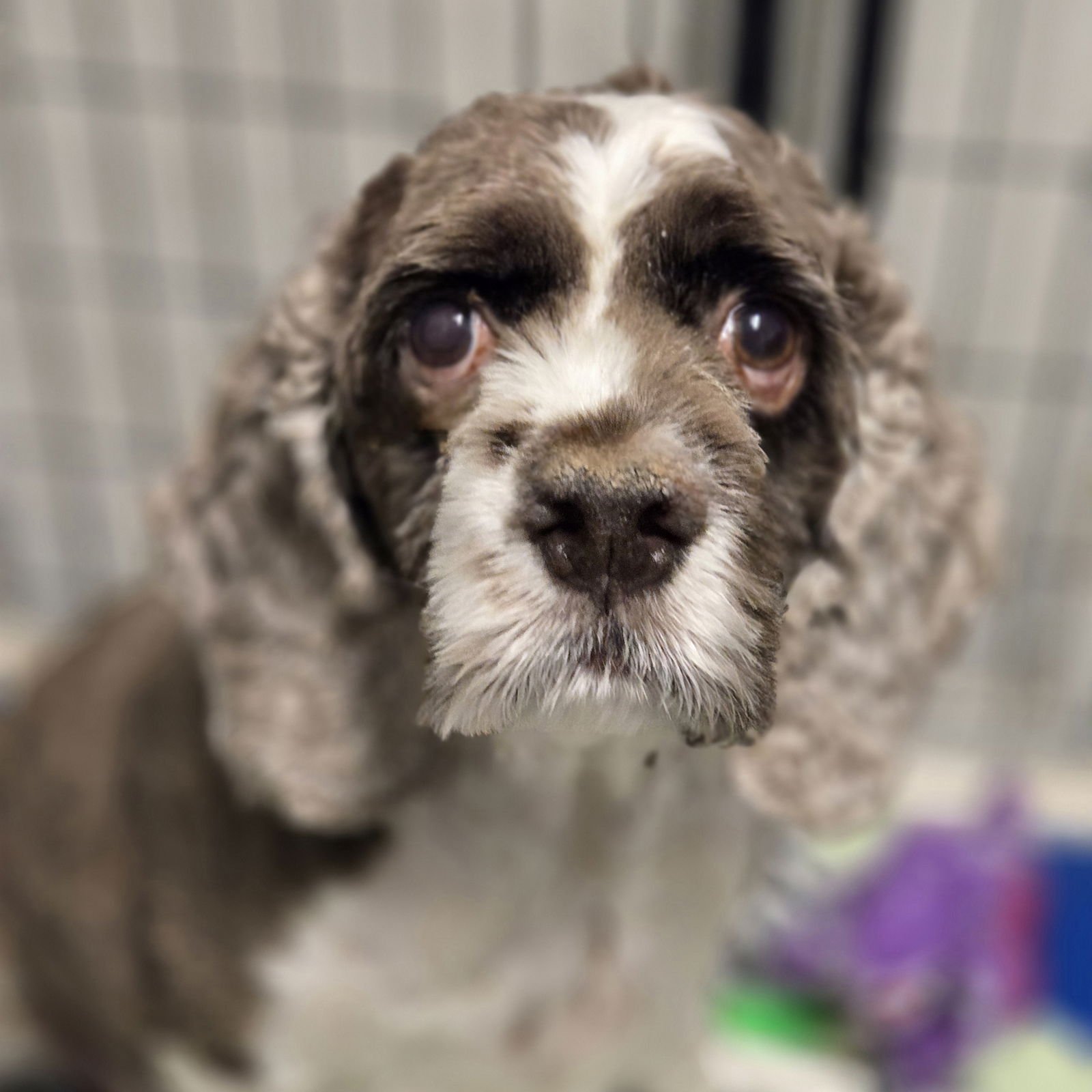 SQUISH - Cocker Spaniel available for adoption