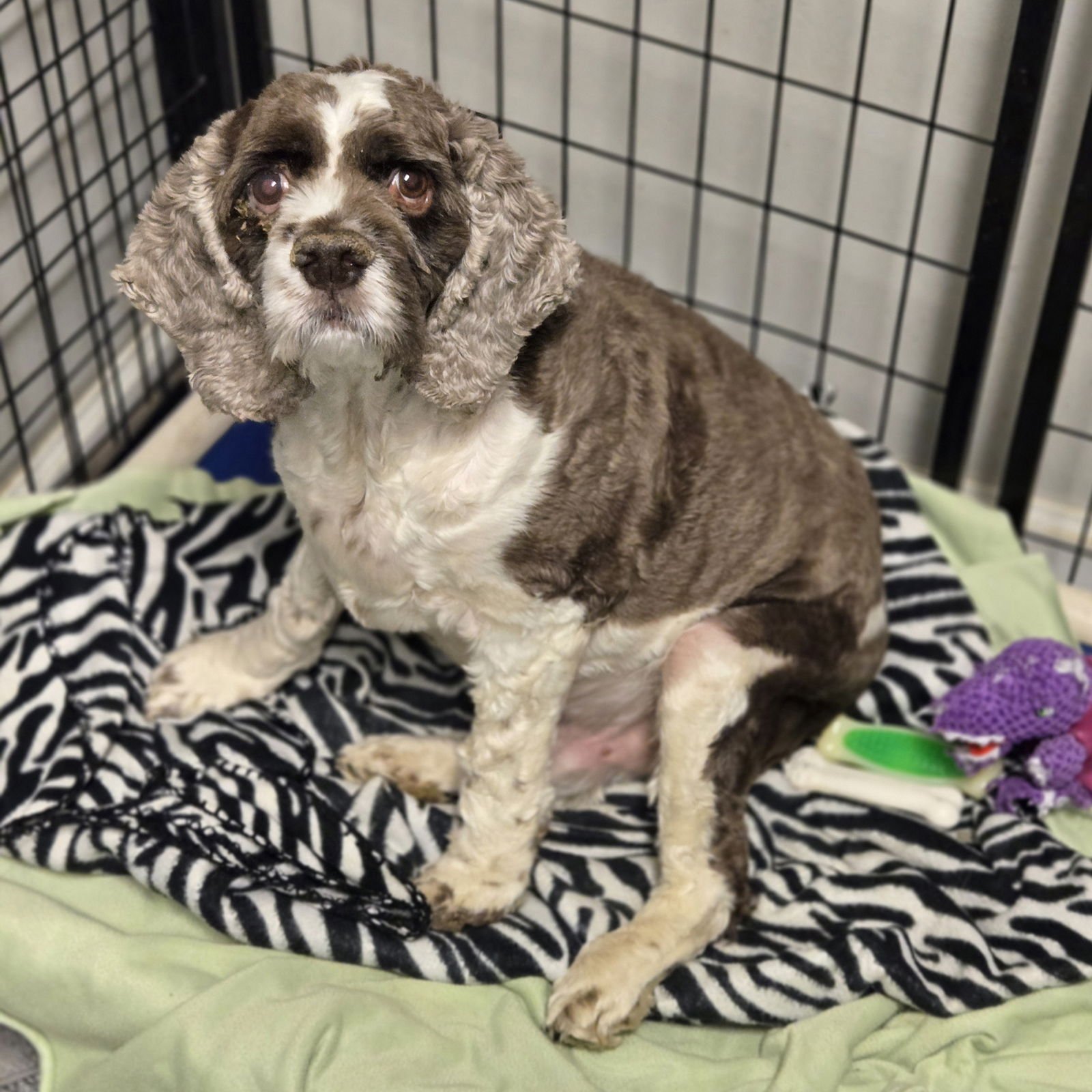 SQUISH - Cocker Spaniel available for adoption