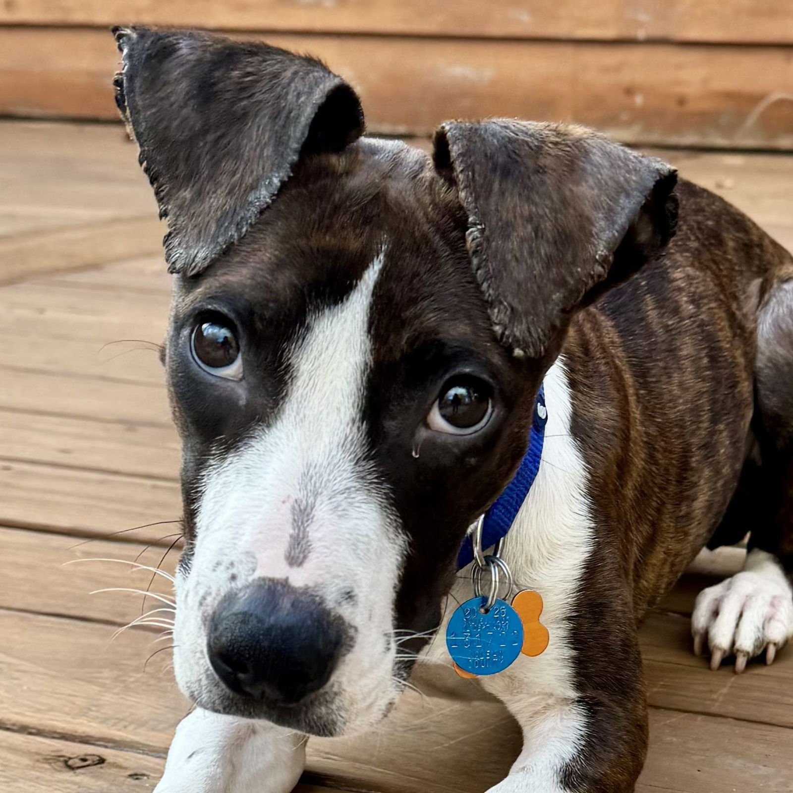 KOVA - Unknown available for adoption