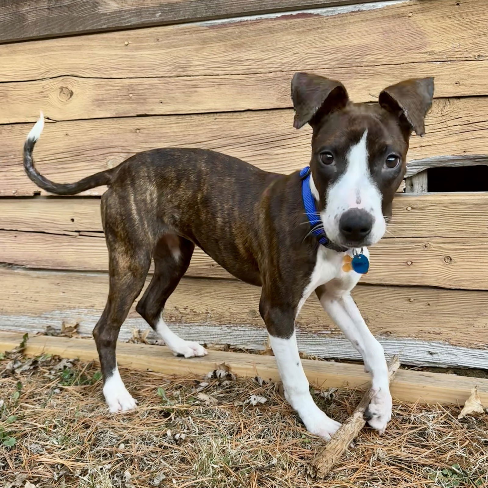 KOVA - Unknown available for adoption