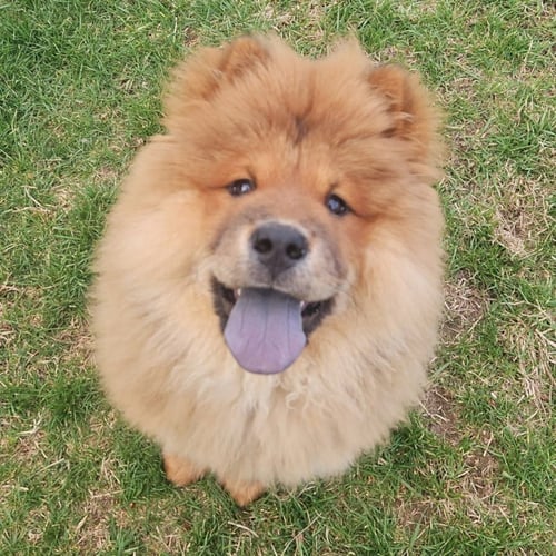 TORI - Chow Chow available for adoption
